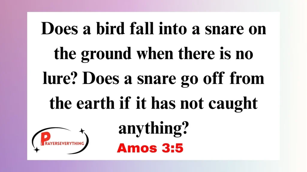 Amos 3:5